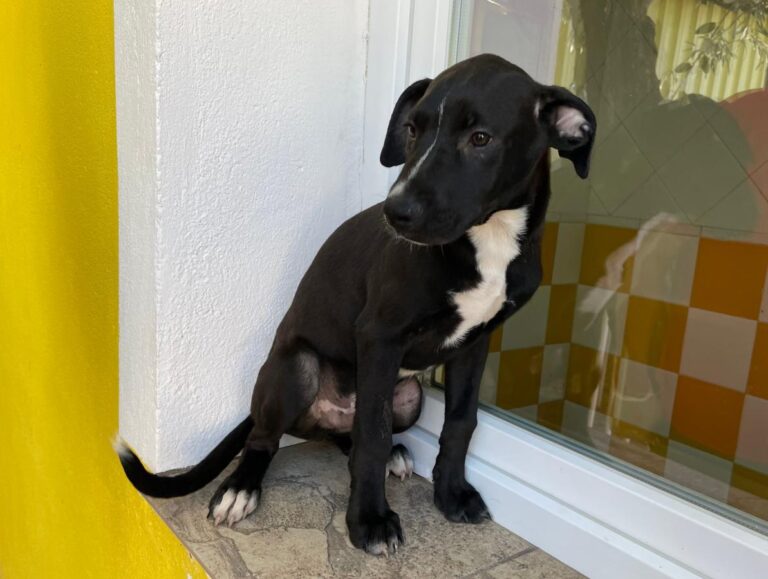 multimedia-foto80362-344-1