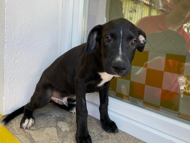 multimedia-foto80364-345-1