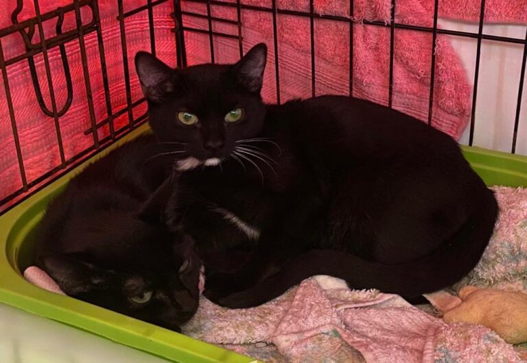 multimedia-foto80402-620-1