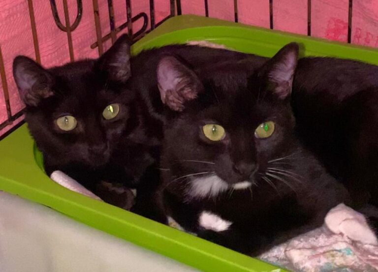 multimedia-foto80403-620-1