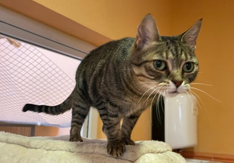 multimedia-foto80409-989-1