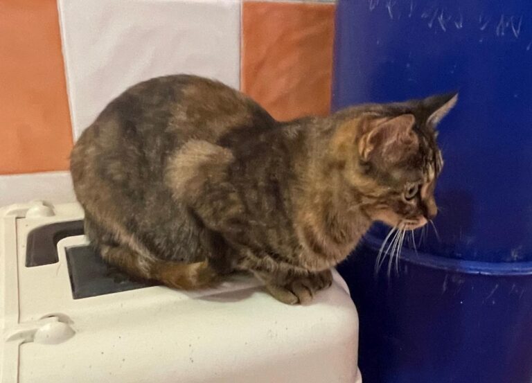 multimedia-foto80412-405-1