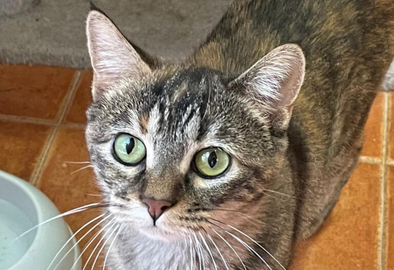 multimedia-foto80415-405-1