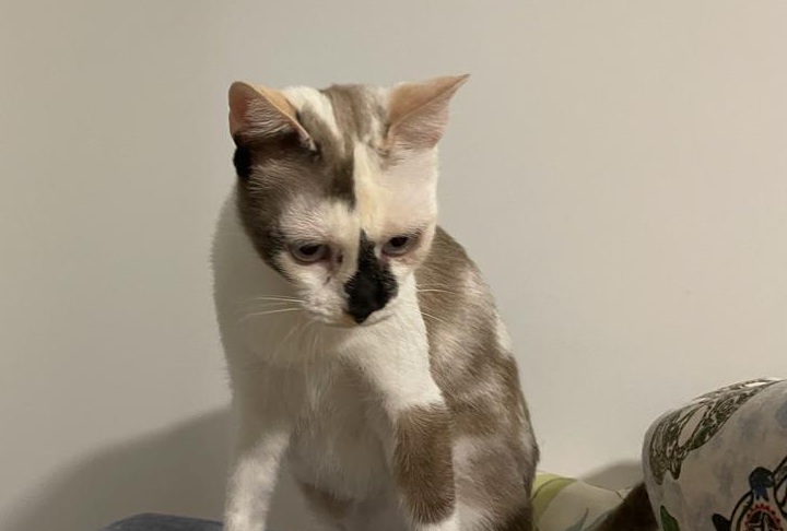 multimedia-foto80421-508-1