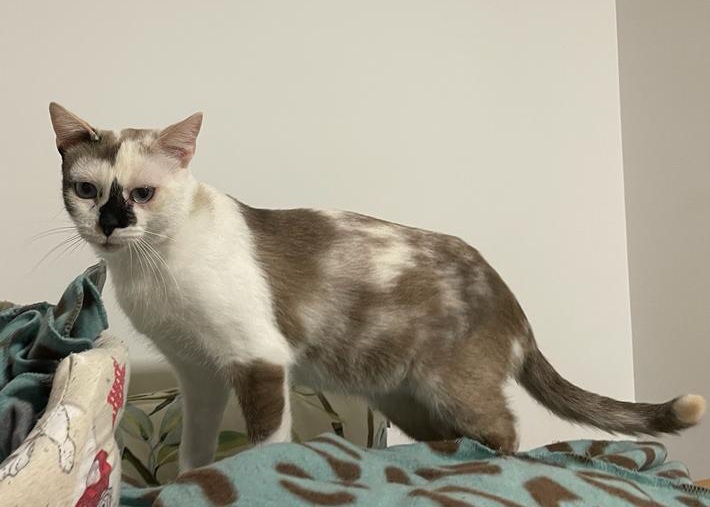 multimedia-foto80426-508-1