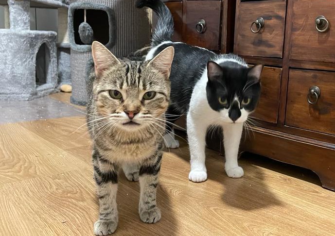 multimedia-foto80428-691-1