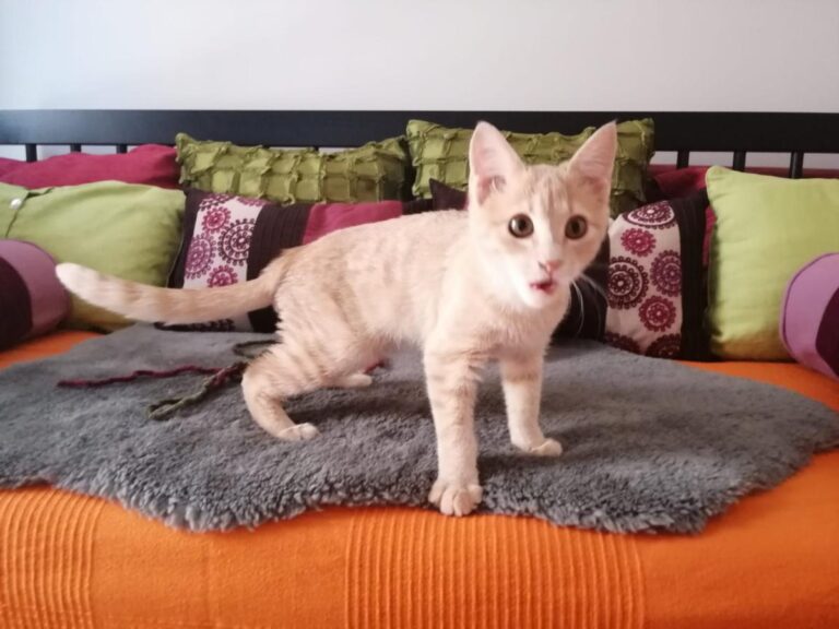 multimedia-foto80458-777-1