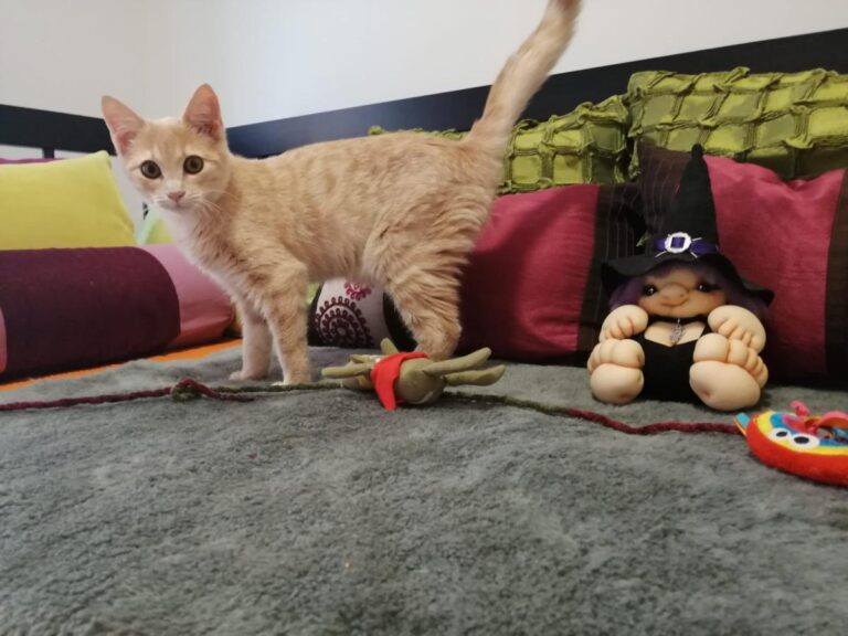 multimedia-foto80459-777-1