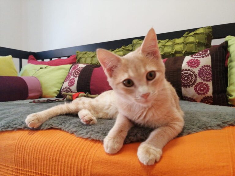 multimedia-foto80460-778-1