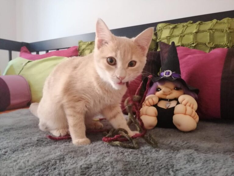 multimedia-foto80462-778-1