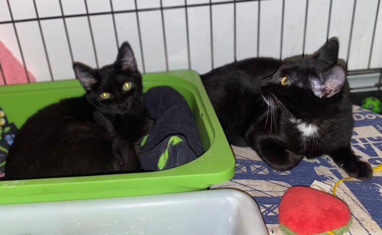 multimedia-foto80470-297-1