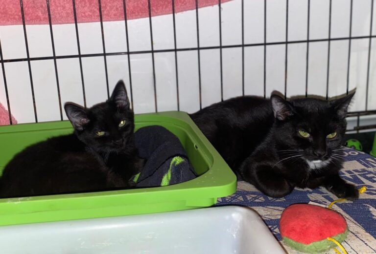 multimedia-foto80471-297-1