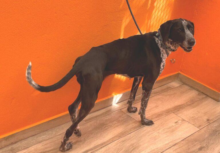 multimedia-foto80493-632-1