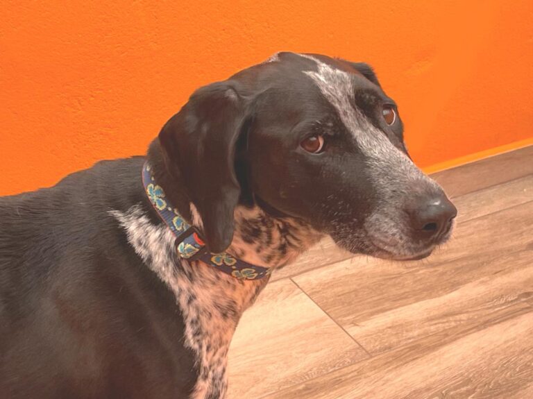 multimedia-foto80495-632-1