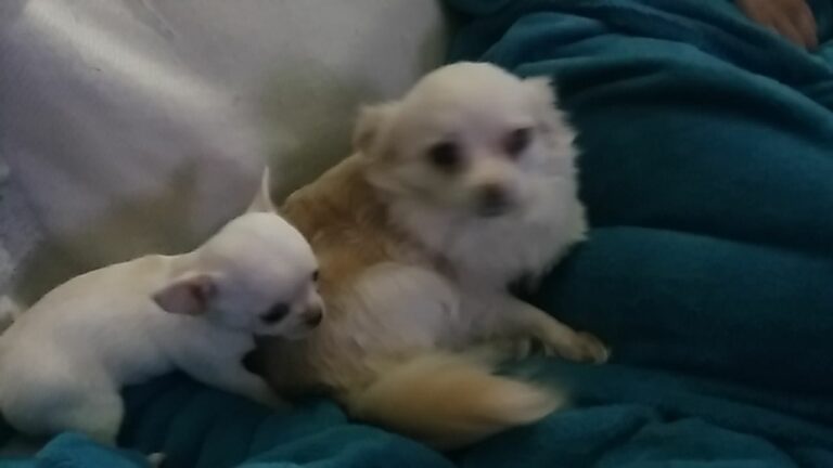 multimedia-foto80511-462-1