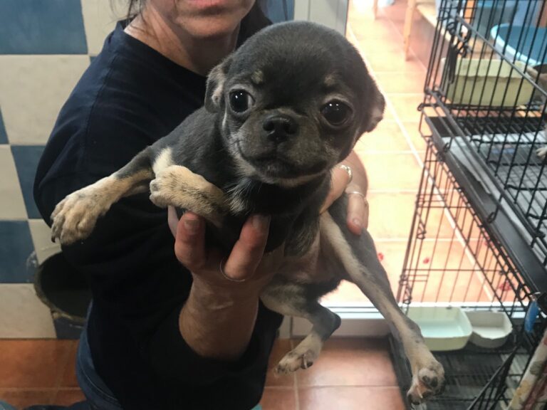 multimedia-foto80522-621-1