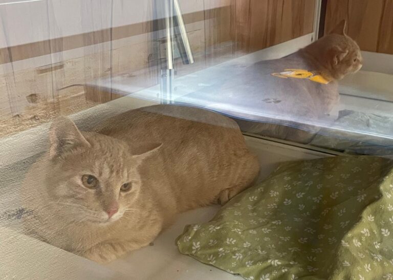 multimedia-foto80523-273-1