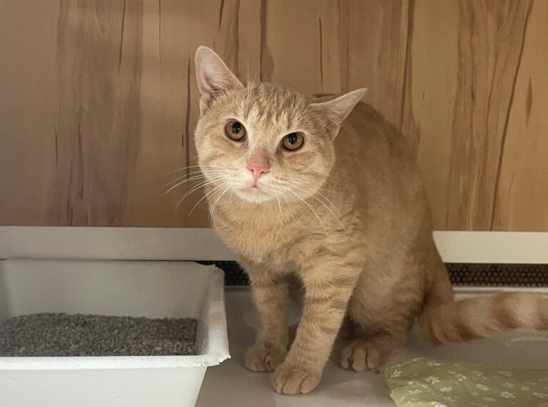 multimedia-foto80525-273-1