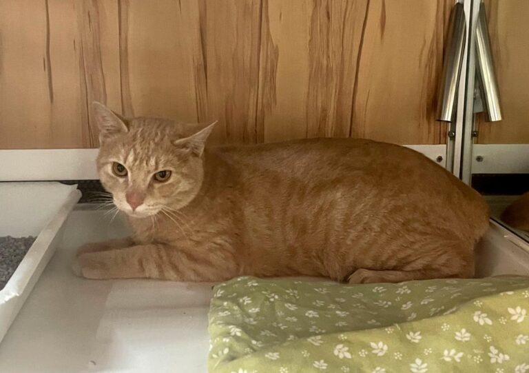 multimedia-foto80527-274-1