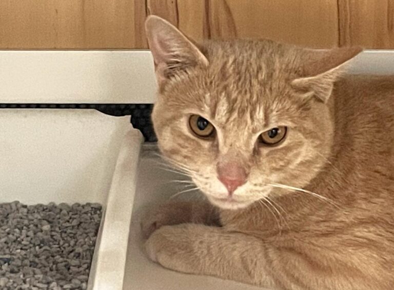 multimedia-foto80528-274-1