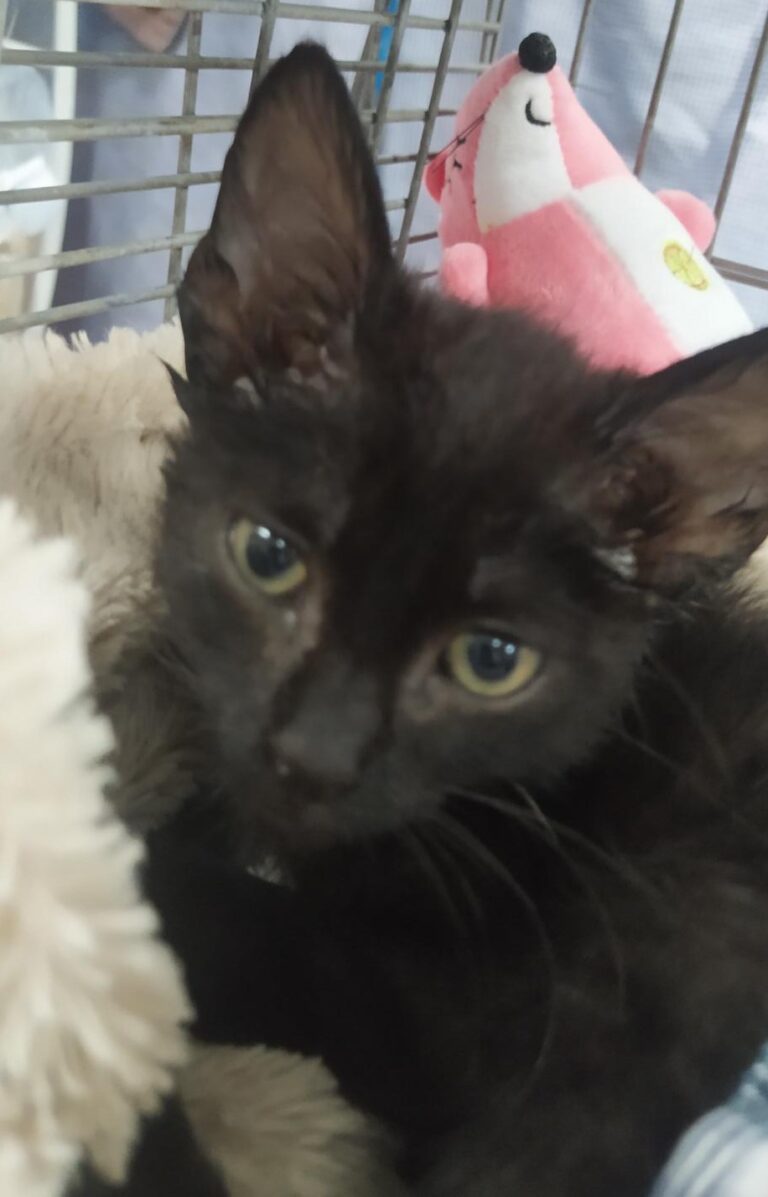 multimedia-foto80546-810-1