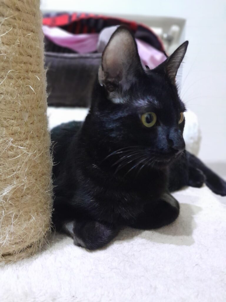 multimedia-foto80548-810-1