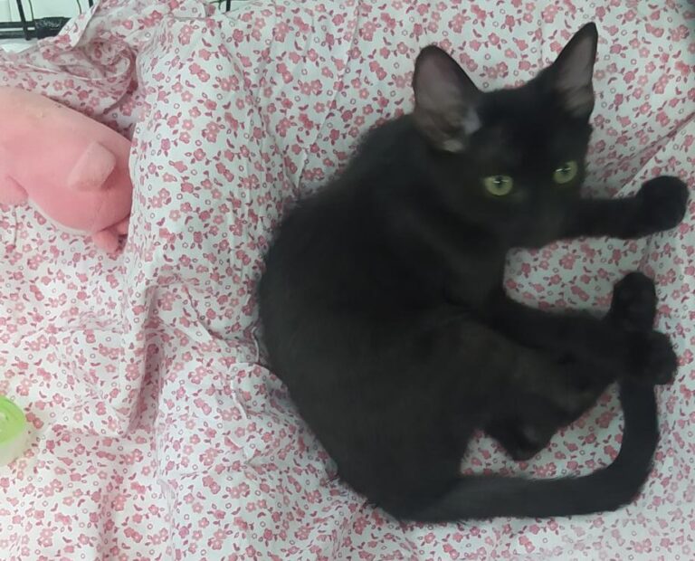 multimedia-foto80550-811-1