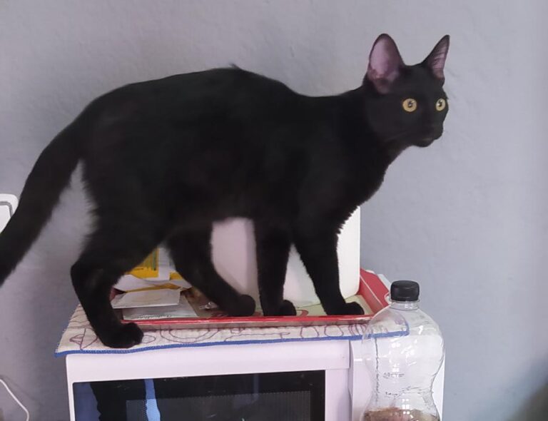 multimedia-foto80551-811-1