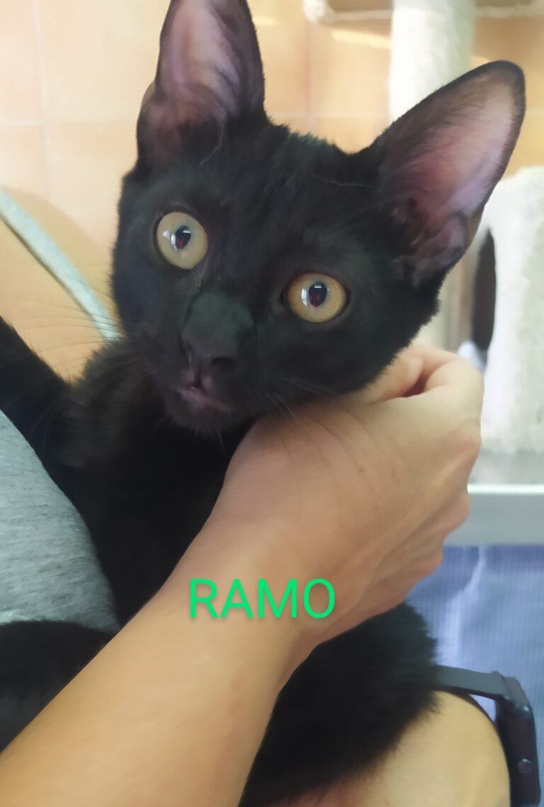 multimedia-foto80552-811-1