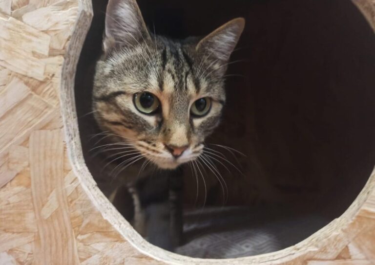 multimedia-foto80558-890-1