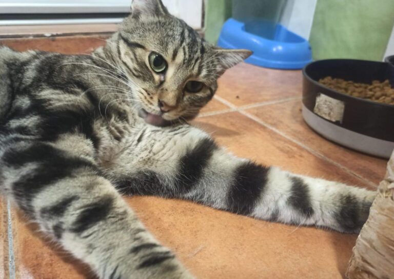 multimedia-foto80560-890-1