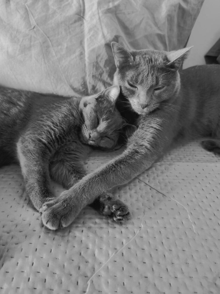 multimedia-foto80579-454-1