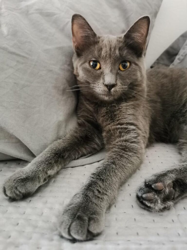 multimedia-foto80580-454-1