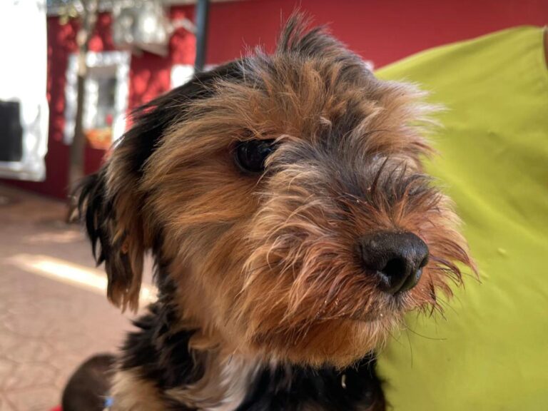 multimedia-foto80581-910-1