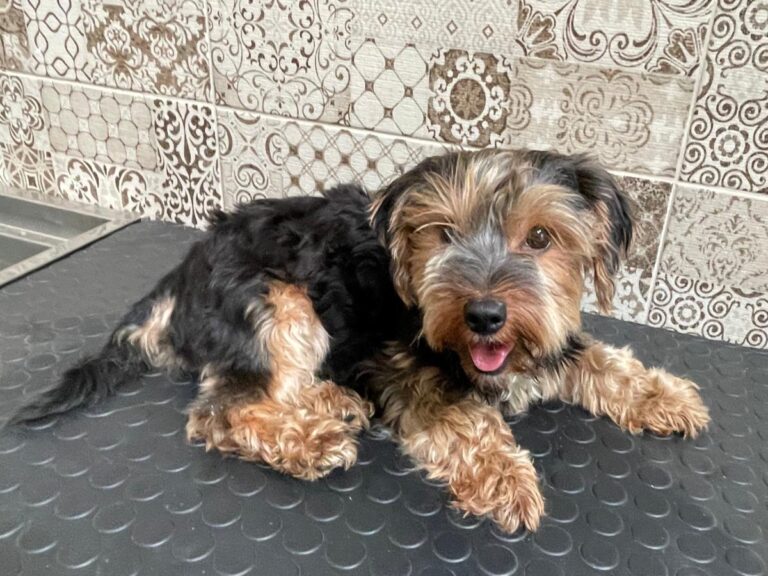 multimedia-foto80583-911-1