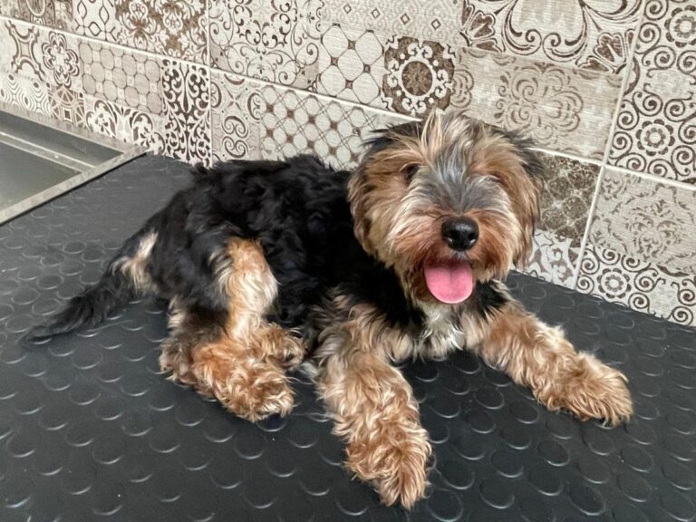 multimedia-foto80584-911-1