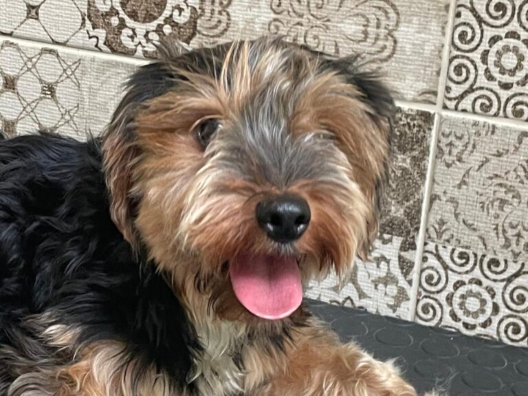 multimedia-foto80585-911-1