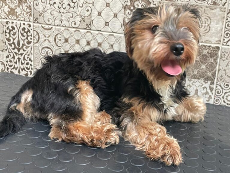 multimedia-foto80586-911-1