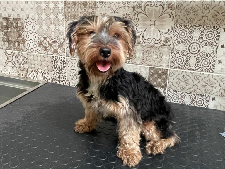 multimedia-foto80587-911-1