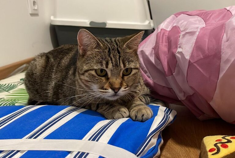 multimedia-foto80683-51-1