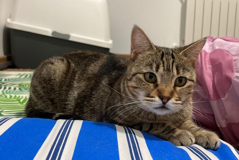 multimedia-foto80684-51-1