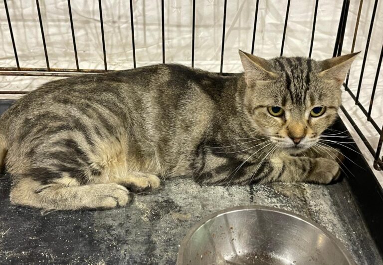 multimedia-foto80686-159-1