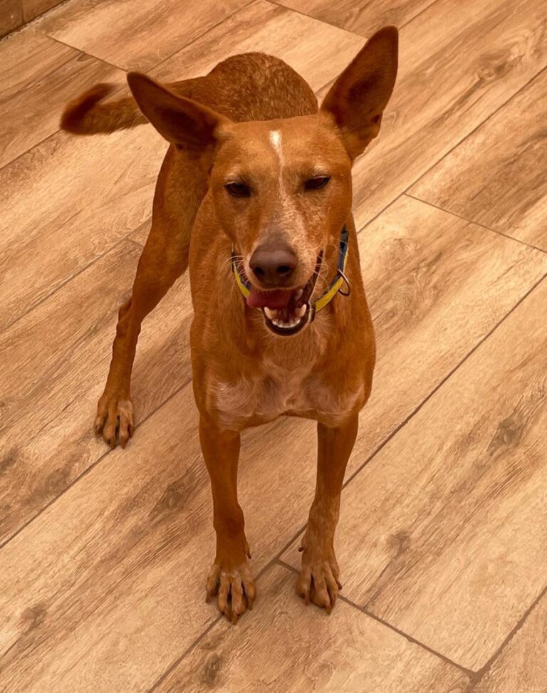 multimedia-foto80733-98-1