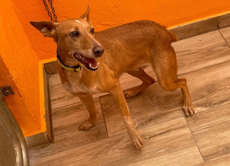 multimedia-foto80734-98-1