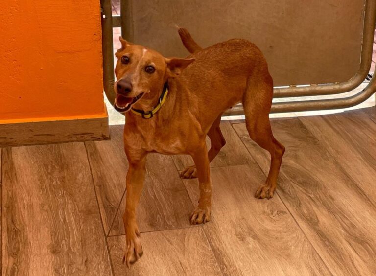 multimedia-foto80737-98-1