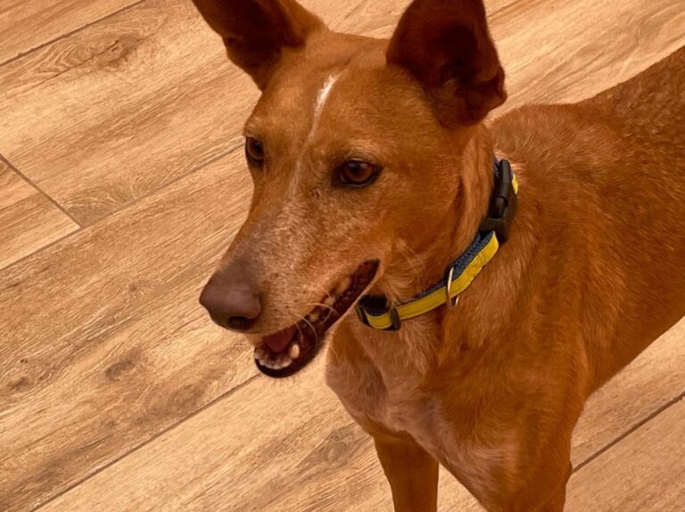 multimedia-foto80738-99-1