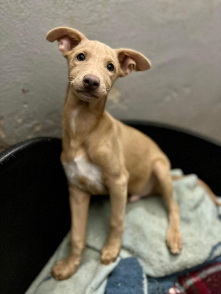 multimedia-foto80749-936-1