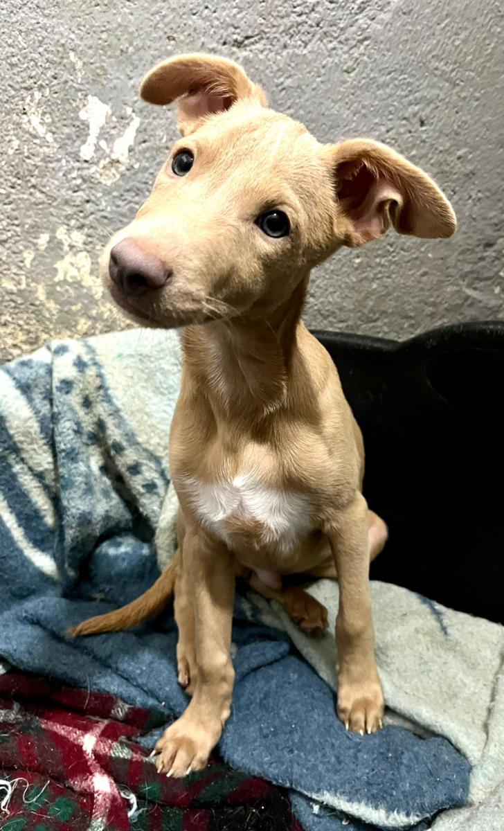 multimedia-foto80750-936-1