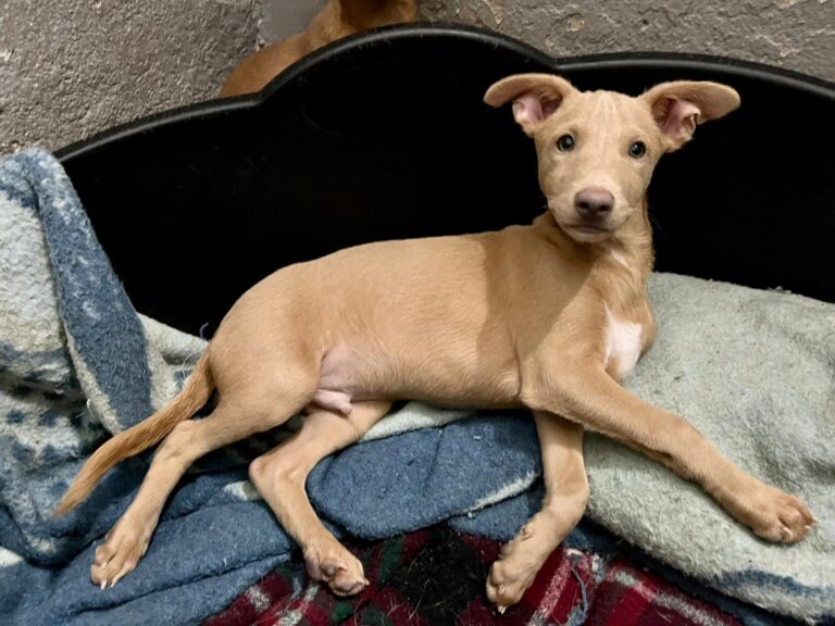 multimedia-foto80751-936-1