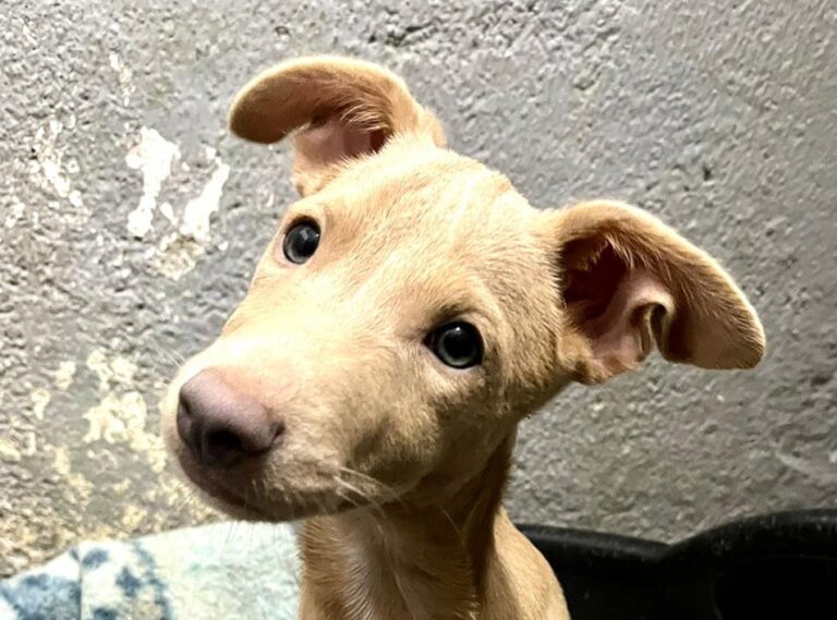 multimedia-foto80752-936-1